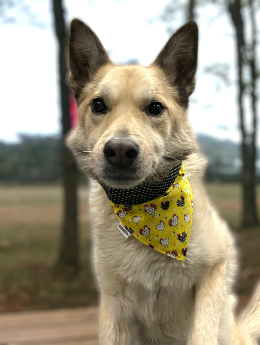 Polka Dot Chickens Snap On Bandana