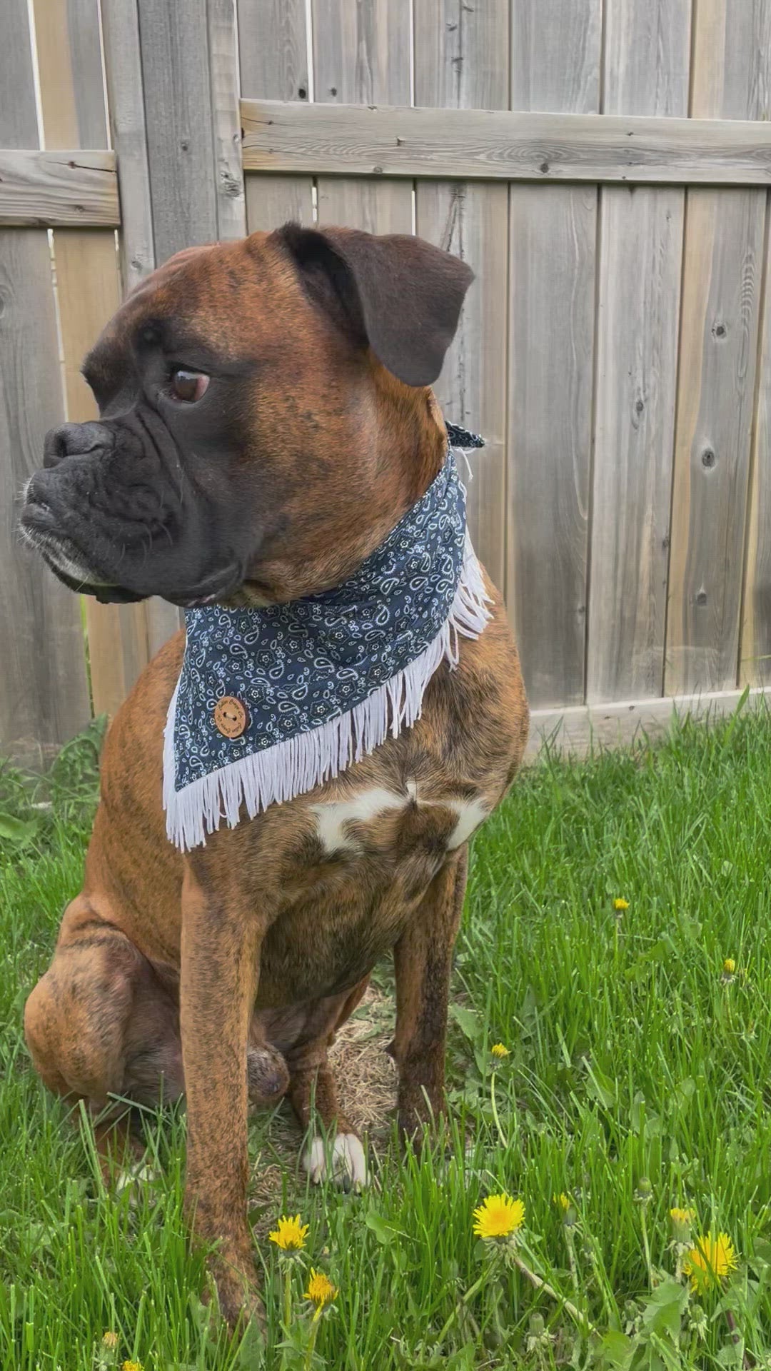 Blue bandana outlet collar