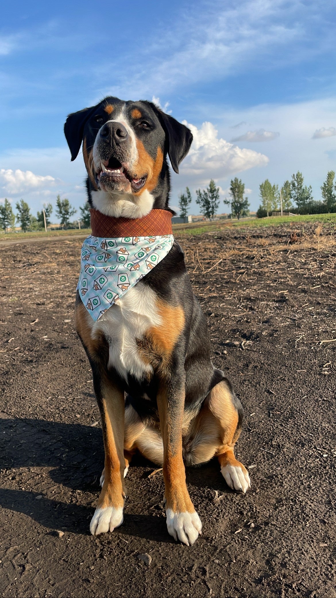 Puppuccino Snap On Bandana - Fall Plaid and Pup Cups