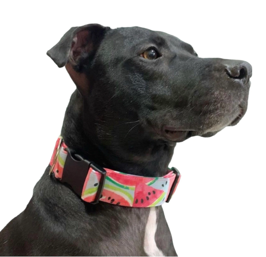 Pink Watermelon Dog Collar - Martingale or Buckle Style - Embroidery Available