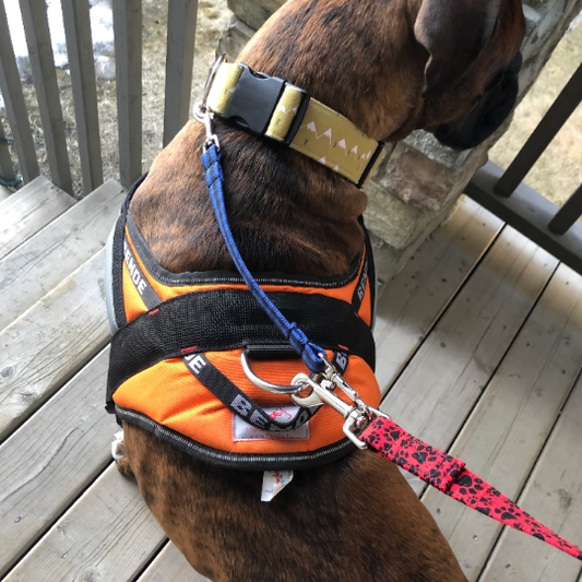 Dog Collar to Harness to Leash Safety Strap