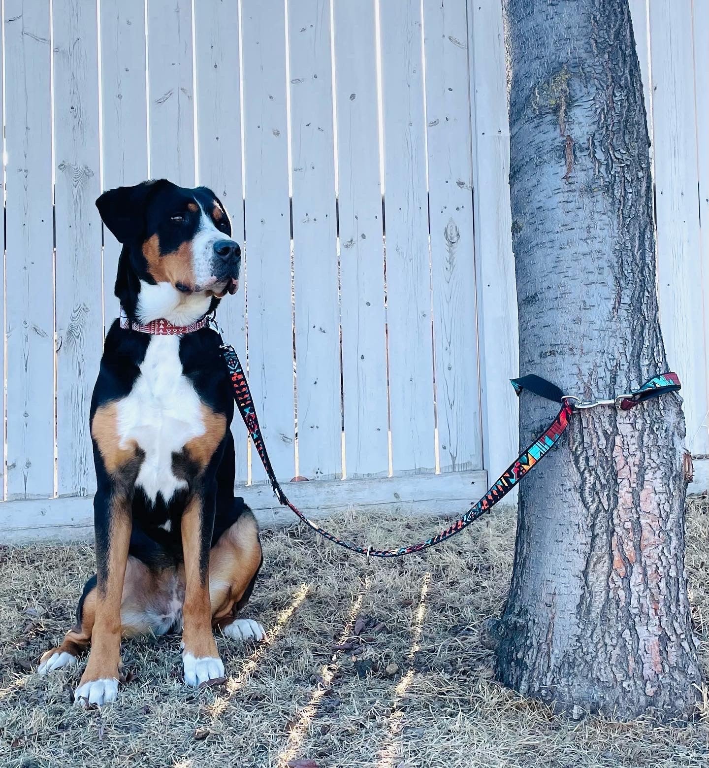 Custom Belt and Leash Combo - Build Your Own - Running Leash - Handsfree Leash